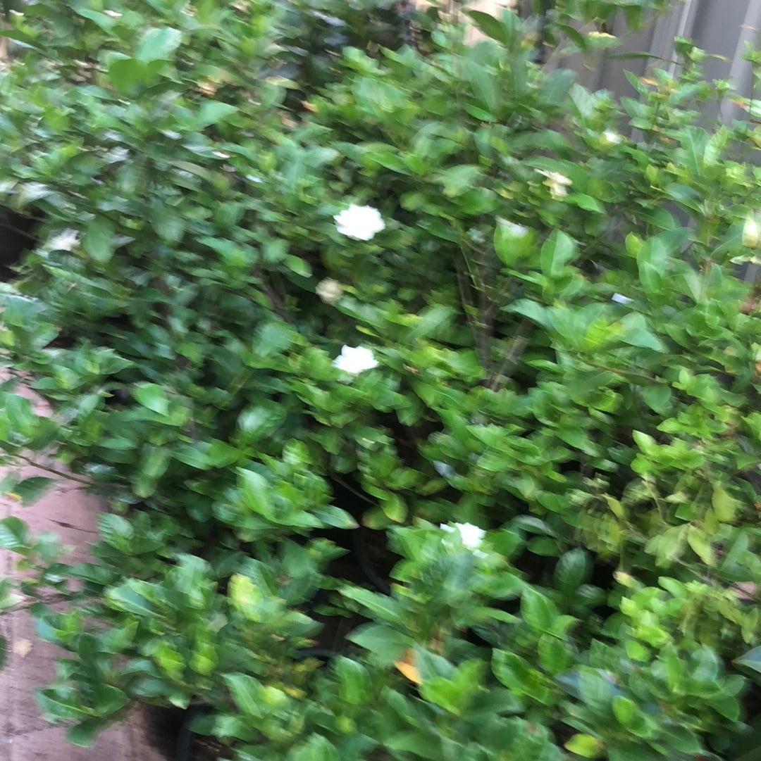 Gardenia Florida