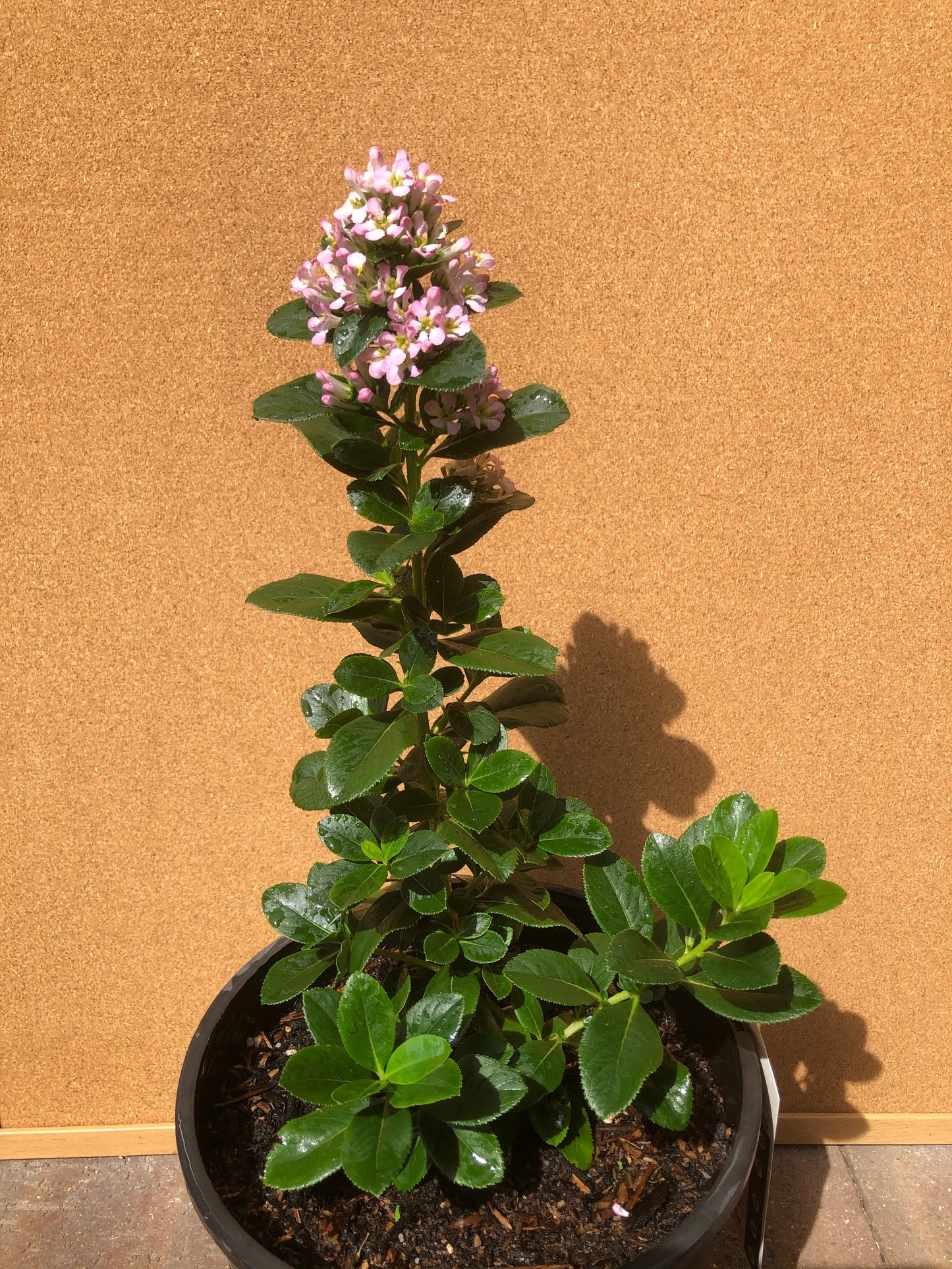 Escallonia Laevis (Pink Elle)