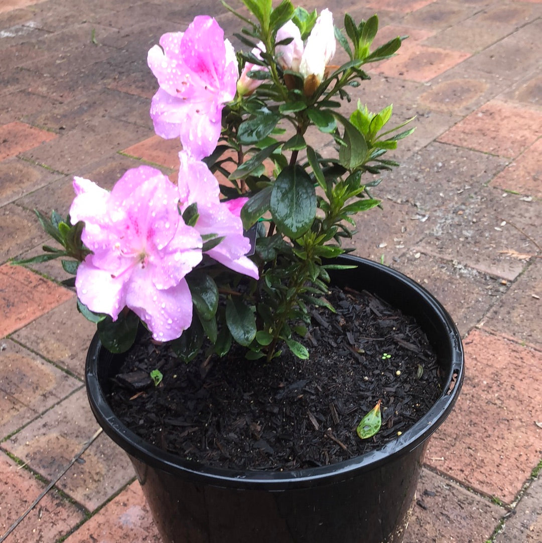 Azalea Antarctica