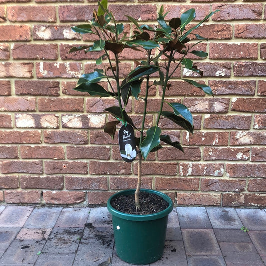 Magnolia Grandiflora