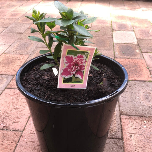 Azalea Inga
