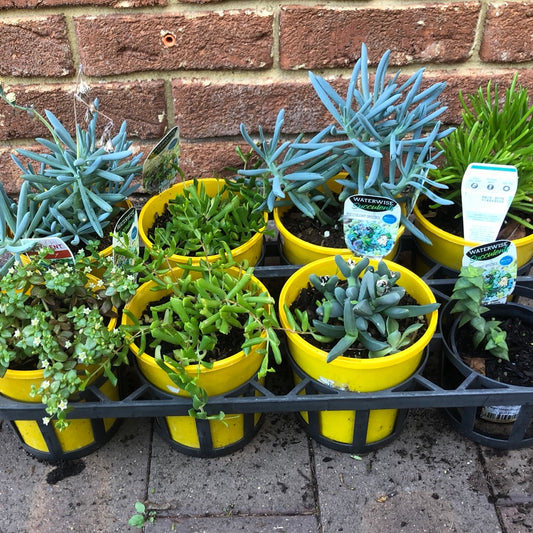 Water Wise Succulents