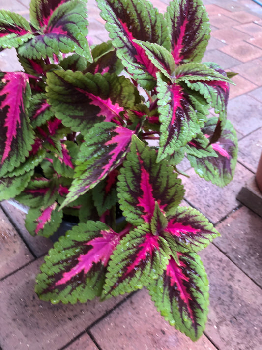 Coleus Main Street (Blumei)