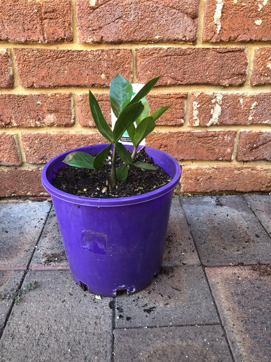 Zamioculcas Zamiifolia (ZZ PLANT)