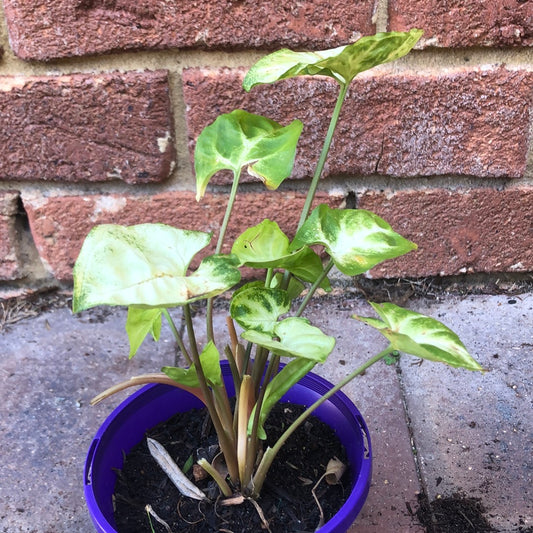 Syngonium White Butterfly