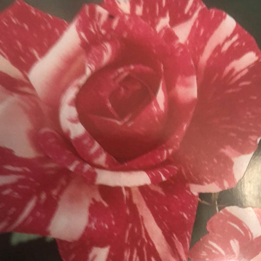 Rose Hybrid Tea Candy Stripe
