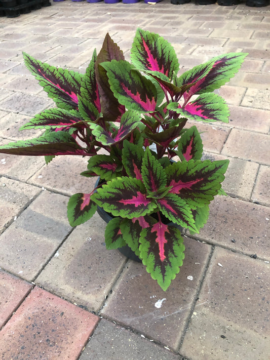 Coleus Main Street (Blumei)