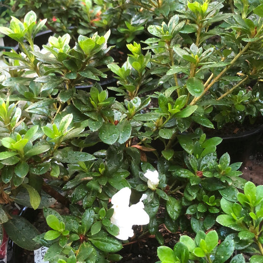 Azalea White Bouquet