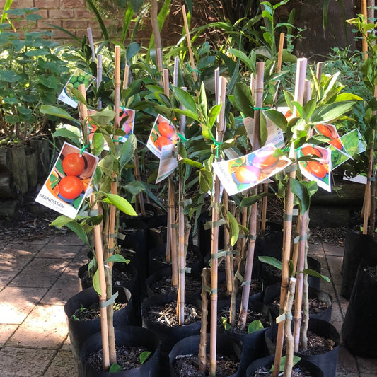 Mandarin Japanese Seedless