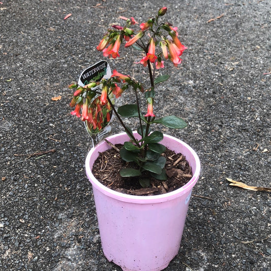 Kalanchoe Orange Bells
