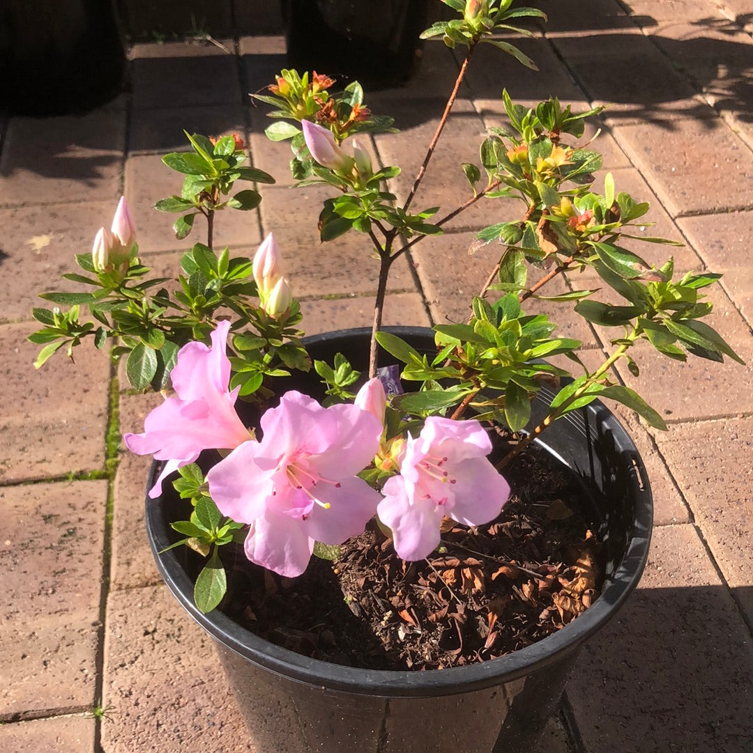 Azalea Antarctica