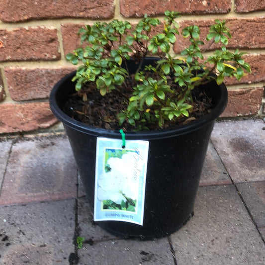 Azalea Satsuki 'Gumpo White'