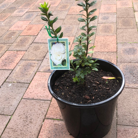 Azalea Brides Bouquet