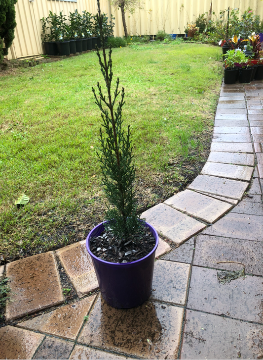 Cupressus Sempervirens Glauca