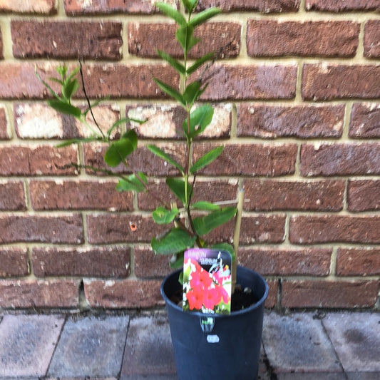 Diamantina Tourmaline (Mandevilla Sanderi)