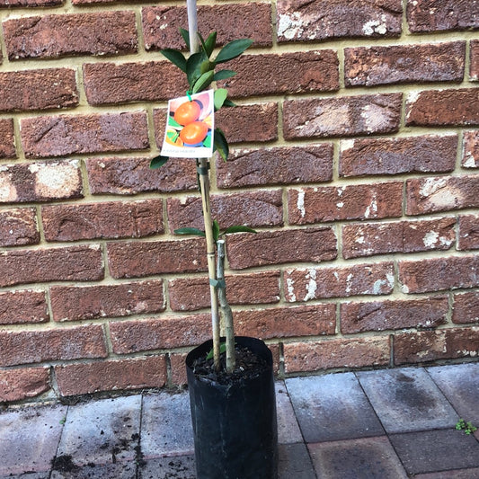 Mandarin Japanese Seedless