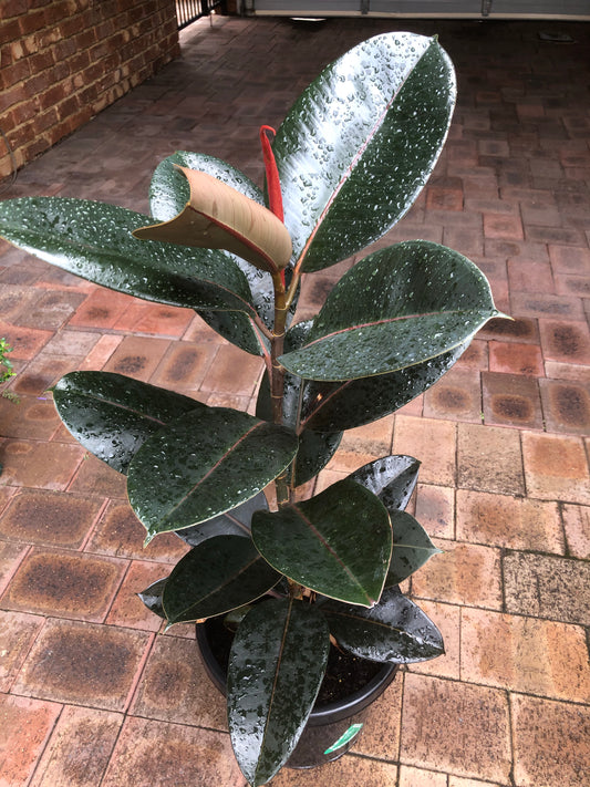 Ficus Elastica Burgundy