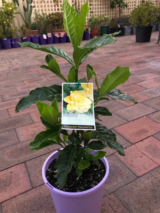 Gardenia Augusta Golden Magic