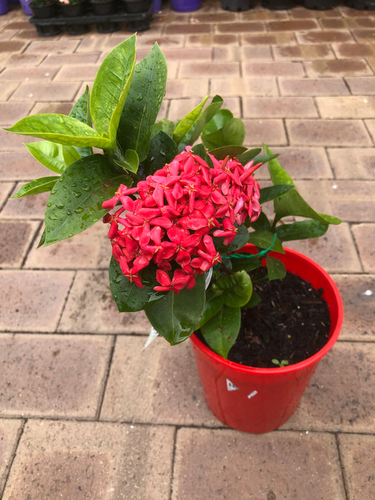 Pink Malay Ixora