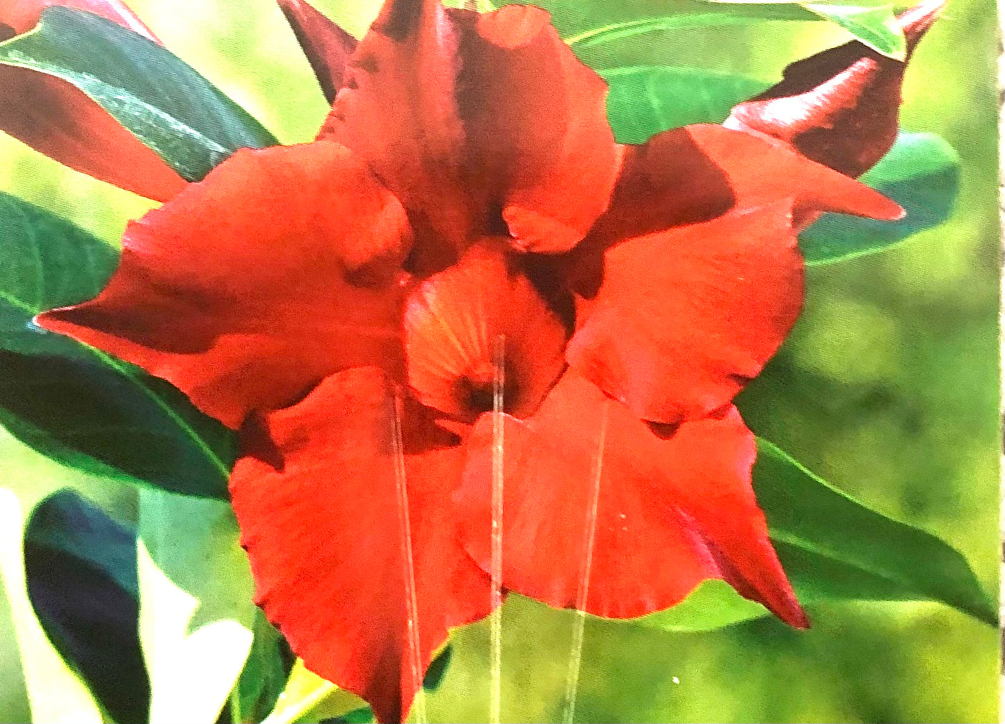 Diamantina Jade Red (Mandevilla Sanderi)