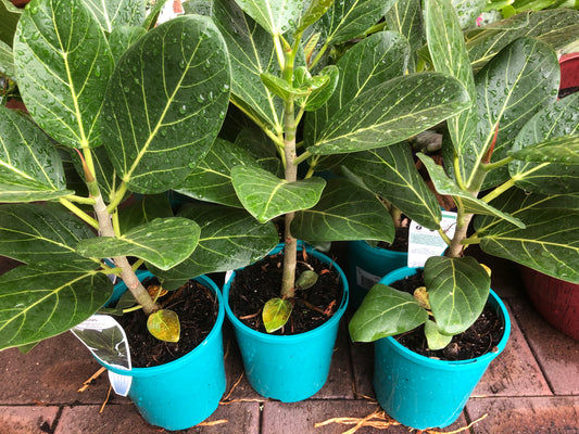 Ficus Benghalensis Audrey