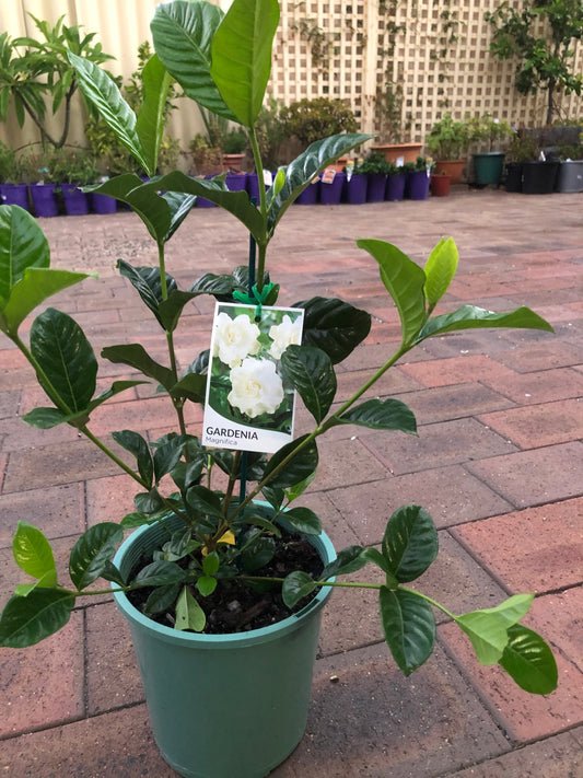 Gardenia Magnifica