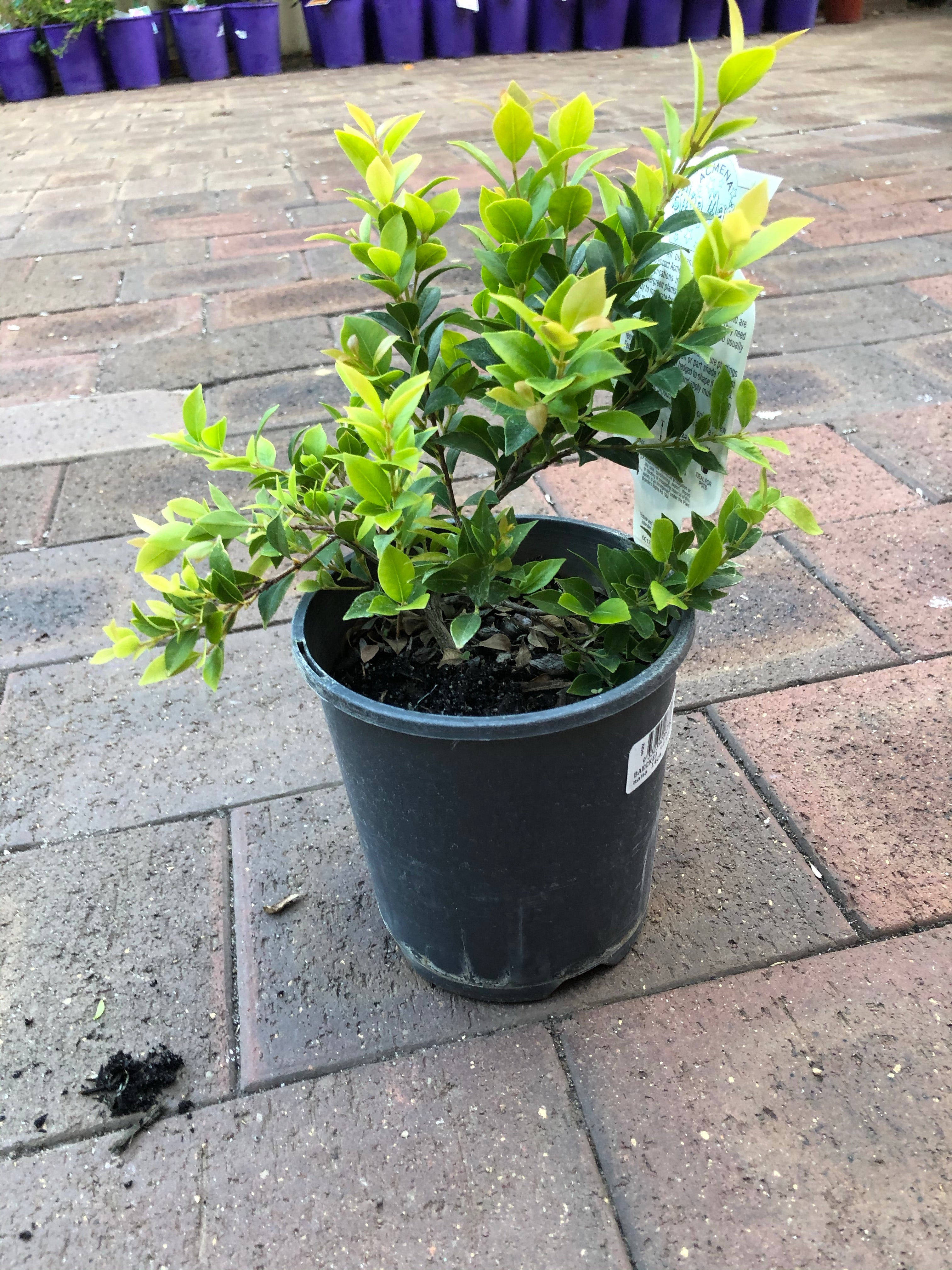 Acmena Allyn Magic Lilly Pilly – Lydone Garden