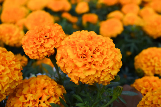 Marigolds