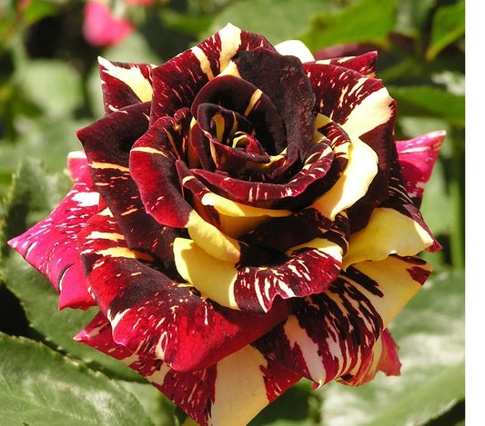 Rose Hybrid Tea Abracadabra